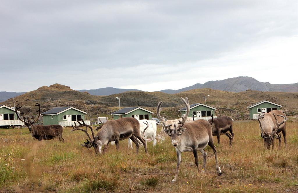 Nordkapp Camping Honningsvåg Стая снимка
